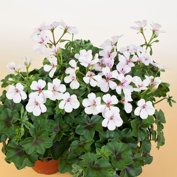 Pelargonium peltatum 'Villetta White' (hanggeranium)