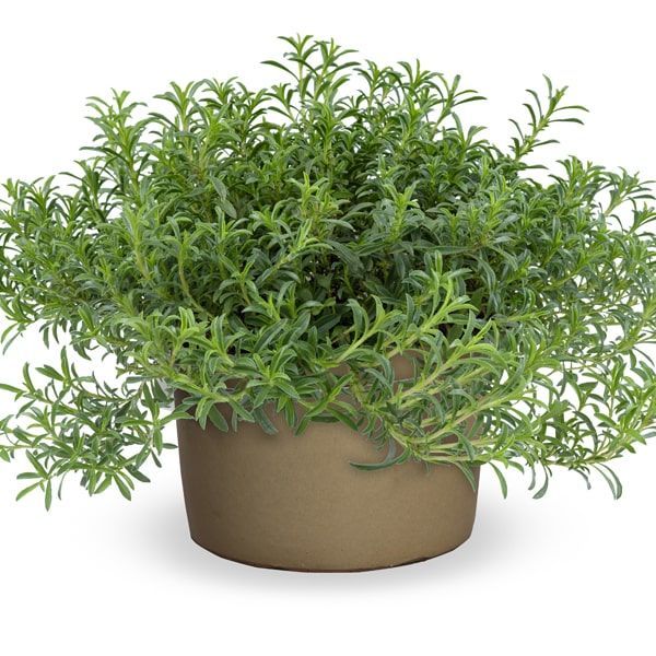 Bonenkruid  (Satureja montana)