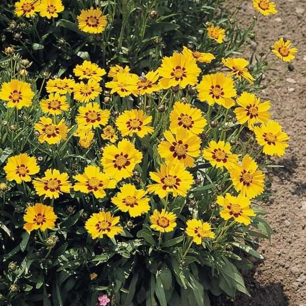 Coreopsis grandiflora 'Sonnenkind' Coreopsis grandiflora 'Sonnenkind'