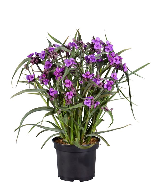 Tradescantia andersoniana 'Brainstorm'