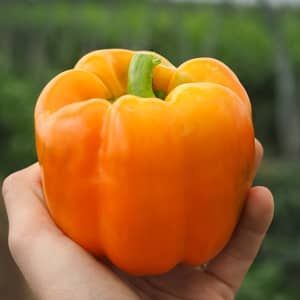 Paprika 'Eternity' (oranje blokpaprika) Paprika 'Eternity' (oranje blokpaprika)