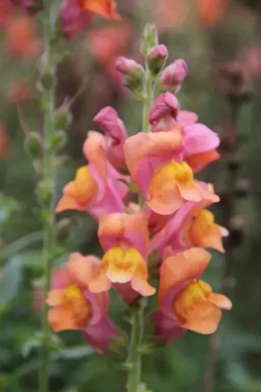 Leeuwenbek oranje (Antirrhinum)