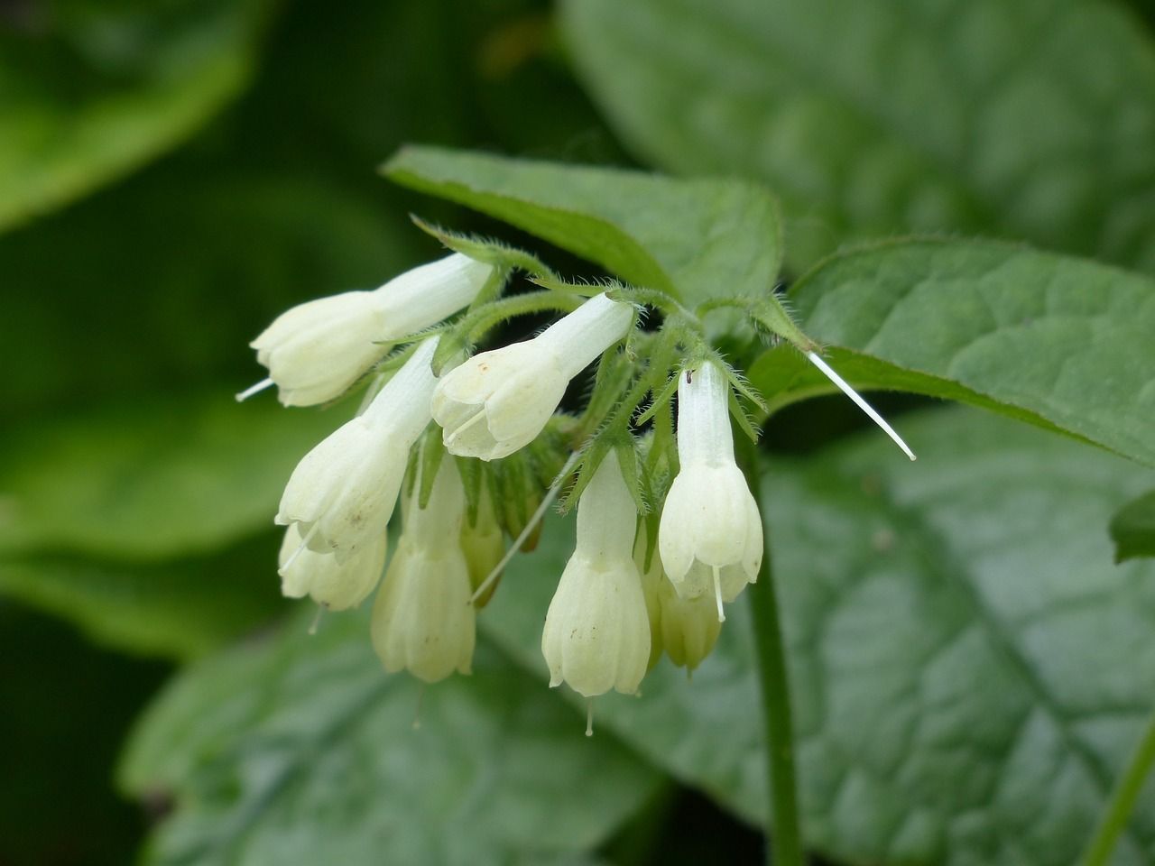 Symphytum grandiflorum
