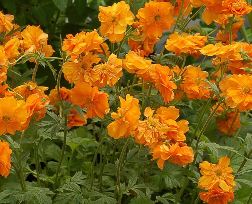Geum 'Fire Storm' (nagelkruid)