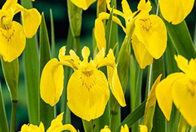 Iris pseudacorus (gele lis)