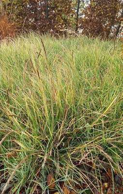 Sesleria Sesleria