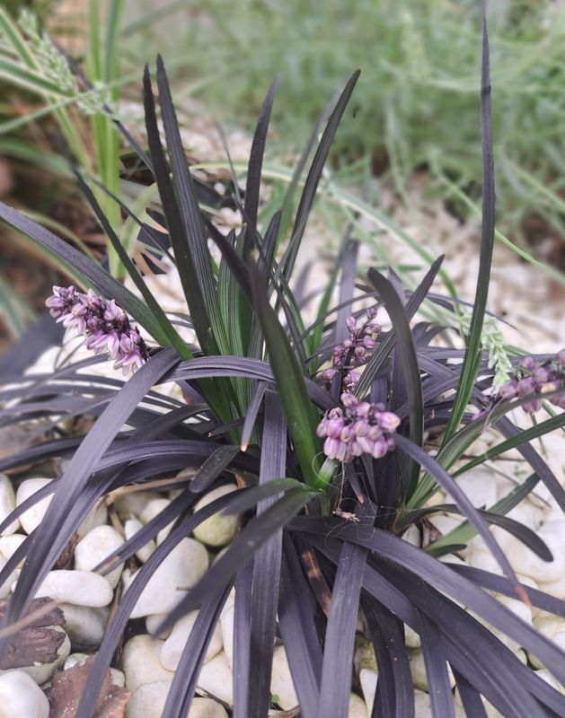 Ophiopogon planiscapus 'Niger'