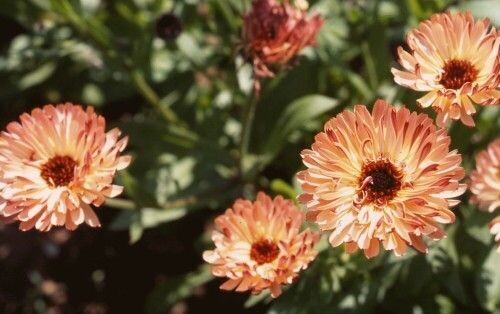 Goudsbloem (Calendula officinalis 'Strawberry Blonde')
