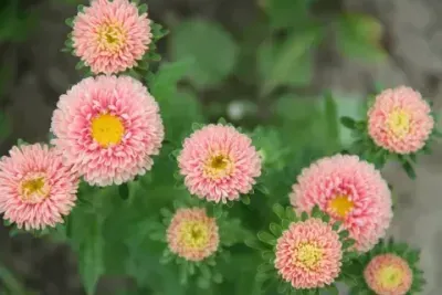 Zomeraster (Callistephus)