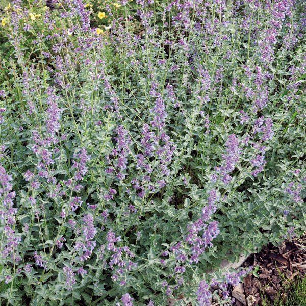 Nepeta faasenii (kattenkruid)