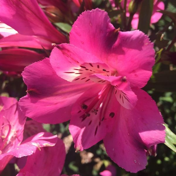 Alstroemeria garden Summer Saint