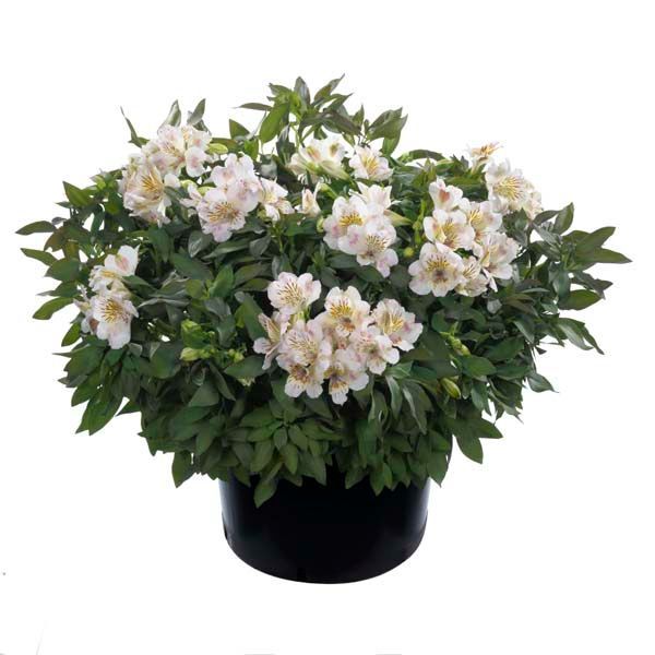 Alstroemeria garden Compact Time Valley