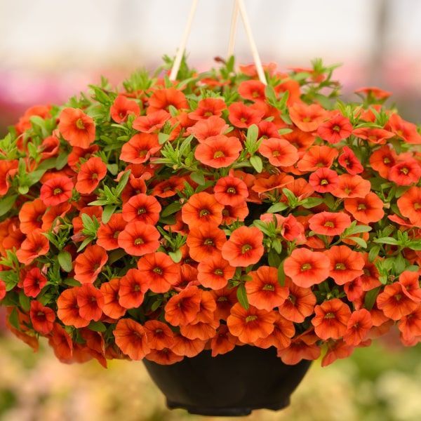 Calibrachoa 'Colibri Tangerine'