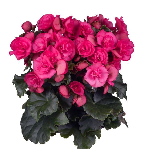 Begonia sunbrero Pink Begonia sunbrero Pink