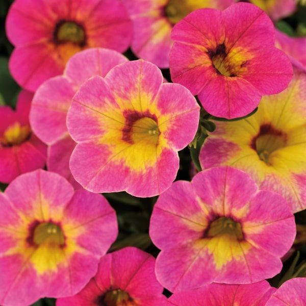 Calibrachoa chamaeleon Tart Deco Calibrachoa chamaeleon Tart Deco