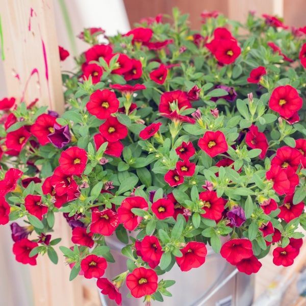 Calibrachoa 'Colibri Bright Red'