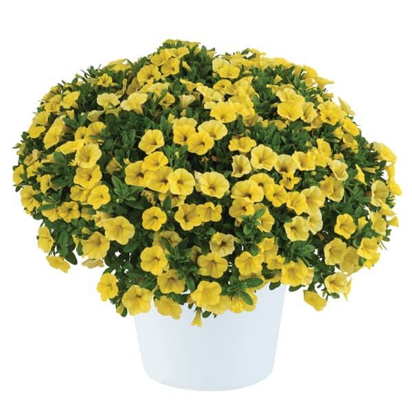 Calibrachoa 'Colibri Yellow Canary' Calibrachoa 'Colibri Yellow Canary'