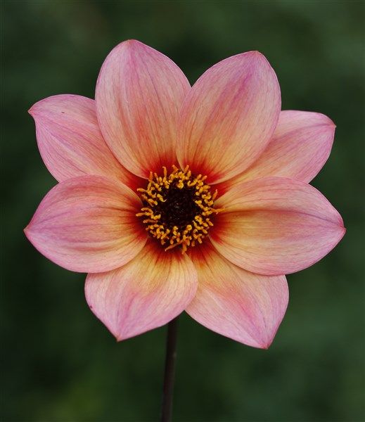 Dahlia 'Mystic Fantasy'