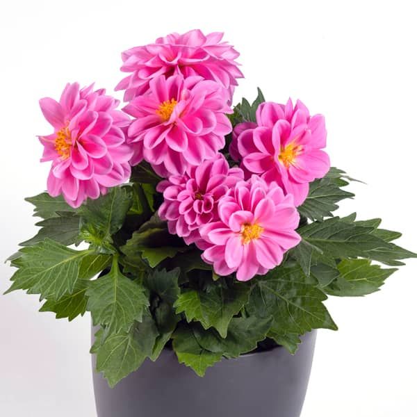 Dahlia 'Imagine Power Rose'