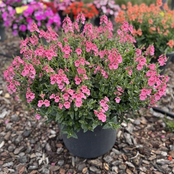 Diascia 'Trinity Pink'