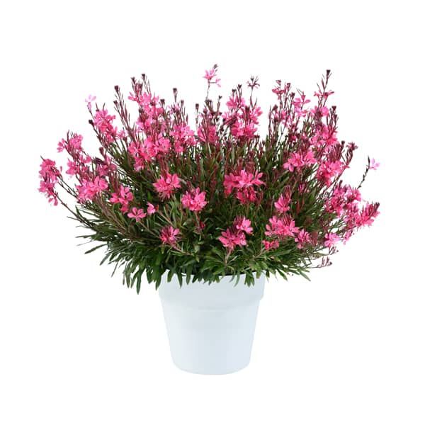 Gaura 'Compact Pink Improved'
