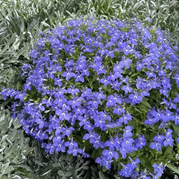 Lobelia 'Africo Blue'