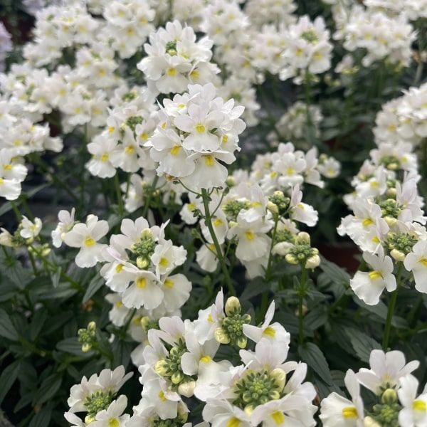 Nemesia hydrida 'Wisley Vanilla'