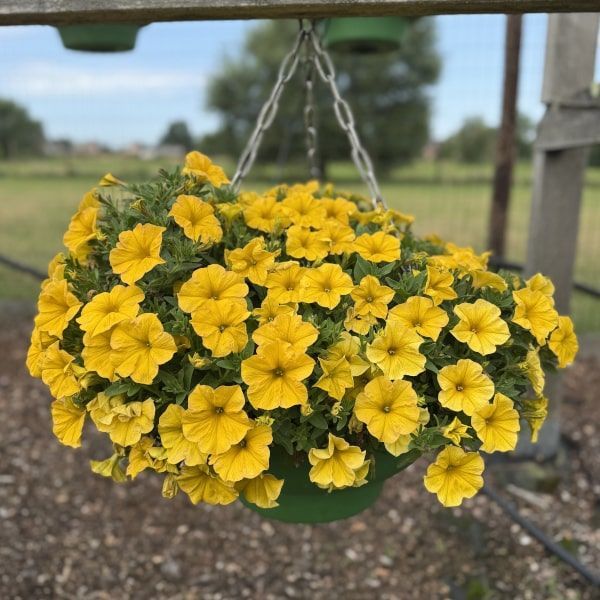 Petchoa 'Beautical Yellow Sun'