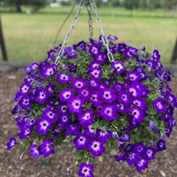 Petunia supertunia 'Vista Blue Moon' blauw met wit hart