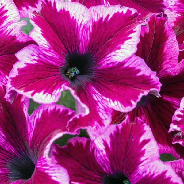 Petunia 'Crazytunia Cosmic Pink'