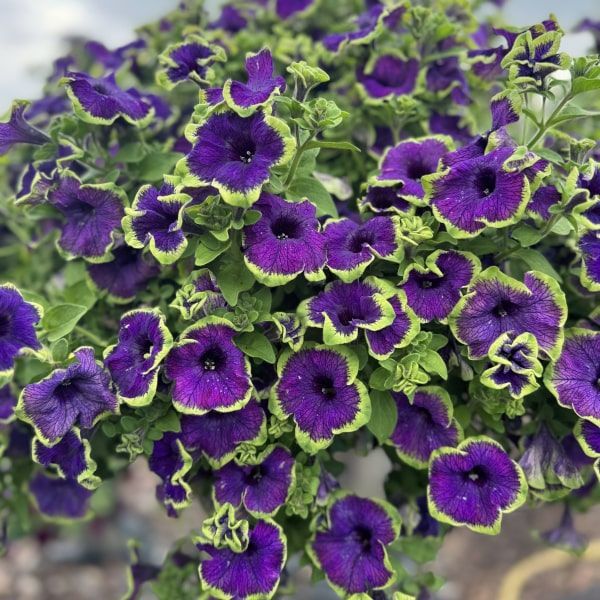 Petunia hybrida 'Pizzazz Indigo'