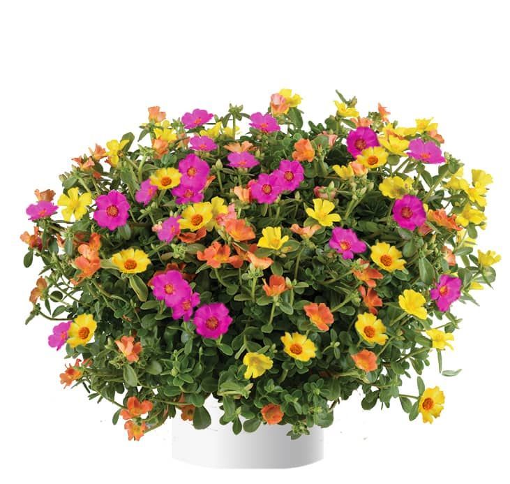 Portulaca 'Happy Summer trio mix Portulaca 'Happy Summer trio mix