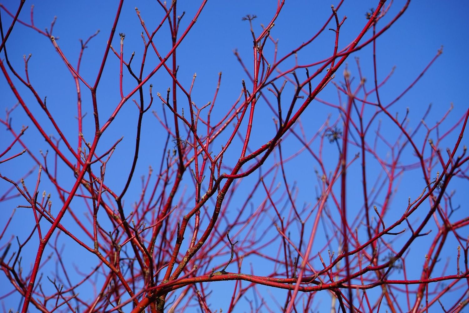 Cornus sanguinea  (rode cornoelje)