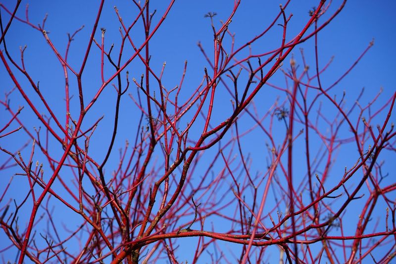 Cornus sanguinea  (rode cornoelje)