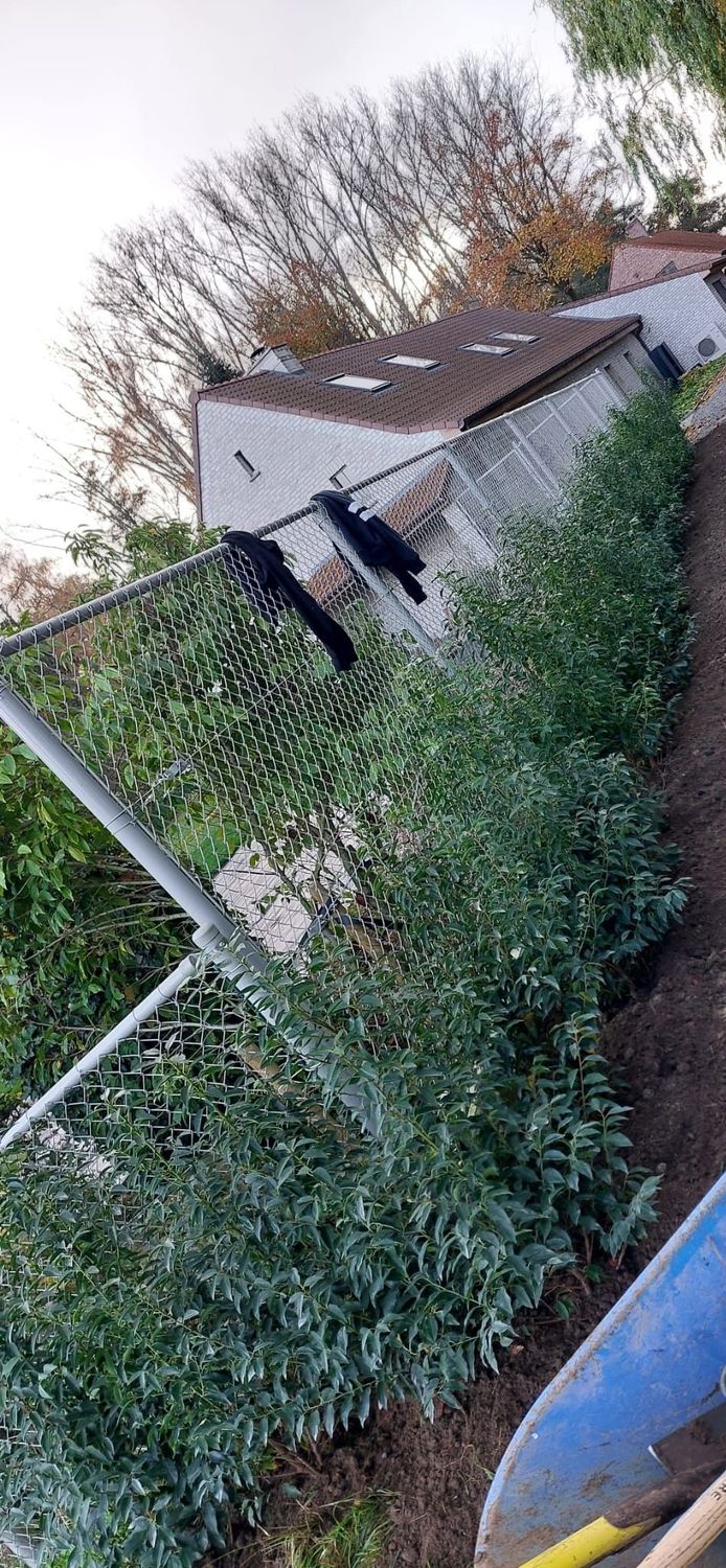 Prunus lusitanica (Portugese Laurier)