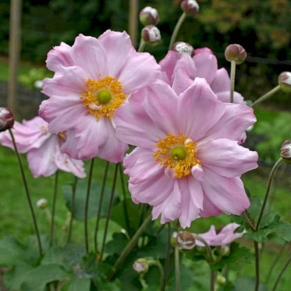 Anemone 'Kƶnigin Charlotte' (Anemoon) Anemone 'Kƶnigin Charlotte' (Anemoon)