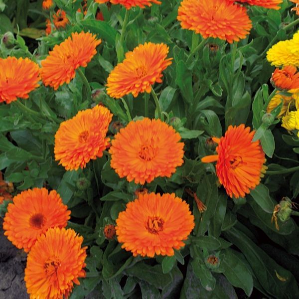 Goudsbloem (Calendula officinalis 'Oranje')