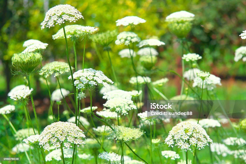 Ammi majus (groot akkerscherm)