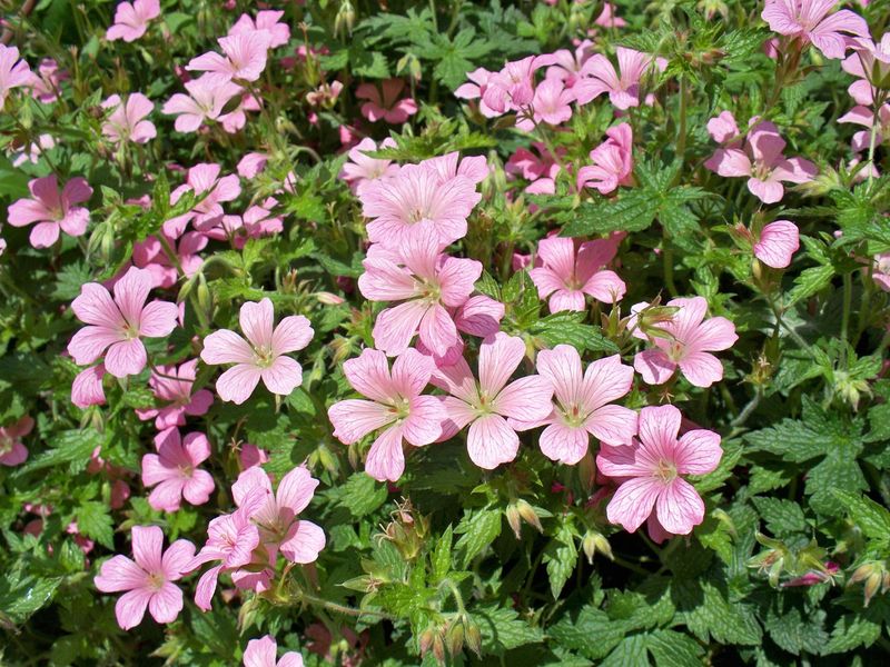 Geranium endresii (ooievaarsbek)