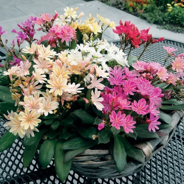 Lewisia cotyledon 'Elise Mix'
