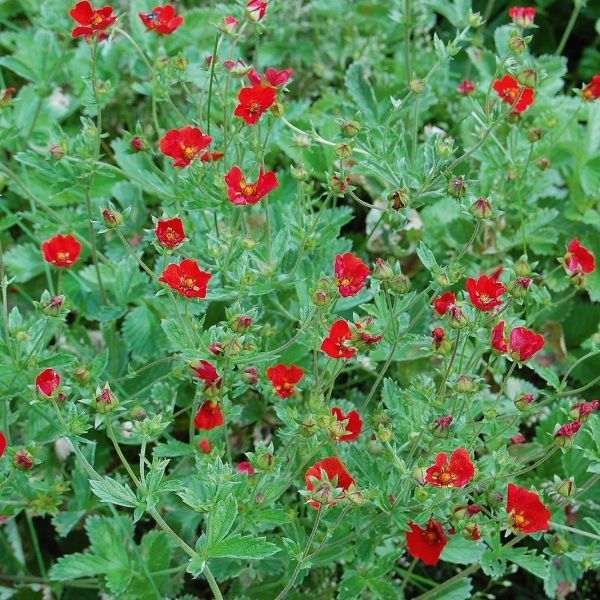 Potentilla atrosanguinea 'Scarlet'