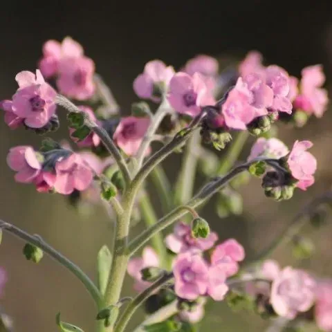 Cynoglossum amabile 'Mystery Rose' (hondstong, chinees vergeet-me-nietje)