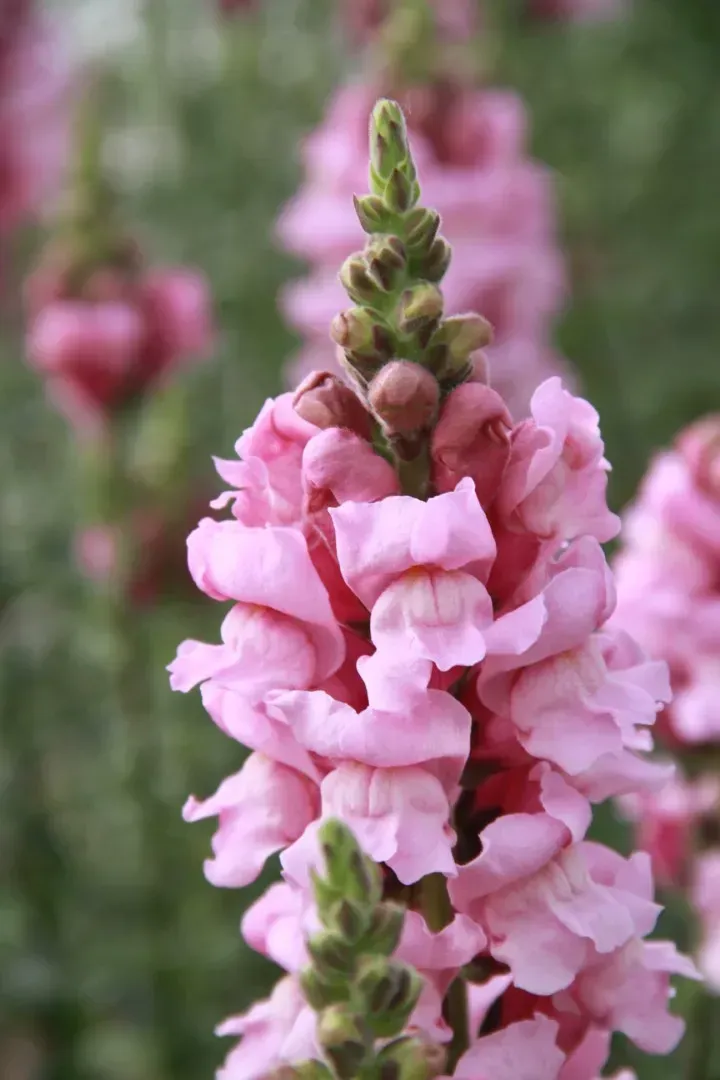Leeuwenbek lila (Antirrhinum)
