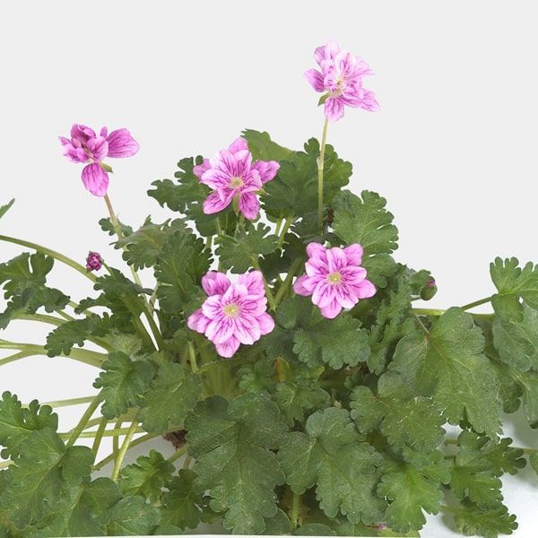 Erodium 'Flore pleno' (reigersbek)