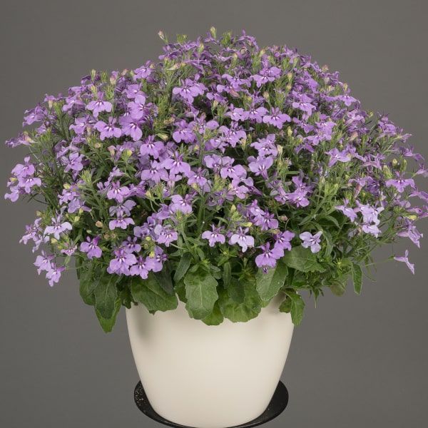 Lobelia 'Lavender' Lobelia 'Lavender'