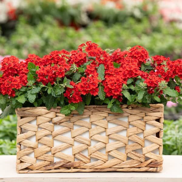 Verbena 'Hot Red' Verbena 'Hot Red'