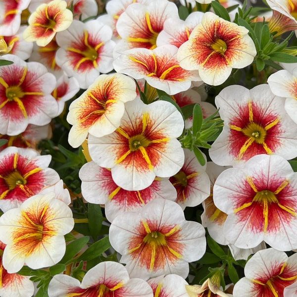 Calibrachoa 'Cappuccino' abrikoos rood
