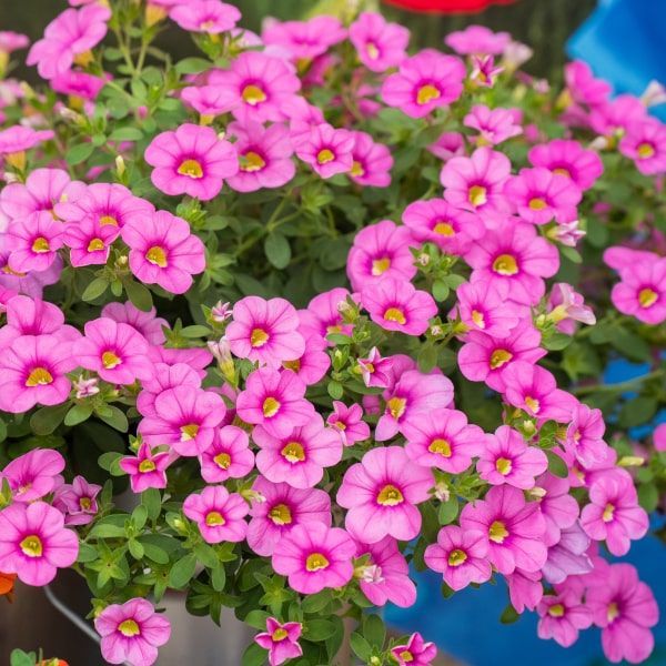 Calibrachoa 'Pink Flamingo' rose Calibrachoa 'Pink Flamingo' rose