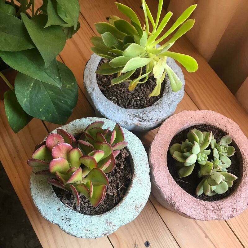 SUCULENTAS CON MACETA DE CEMENTO