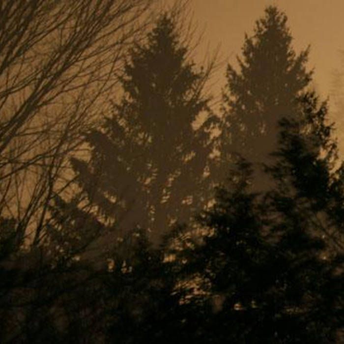 If These Trees Could Talk 'Above the Earth,Below the Sky  '